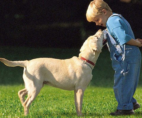 dog licking young boy whilst playing on artificial grass