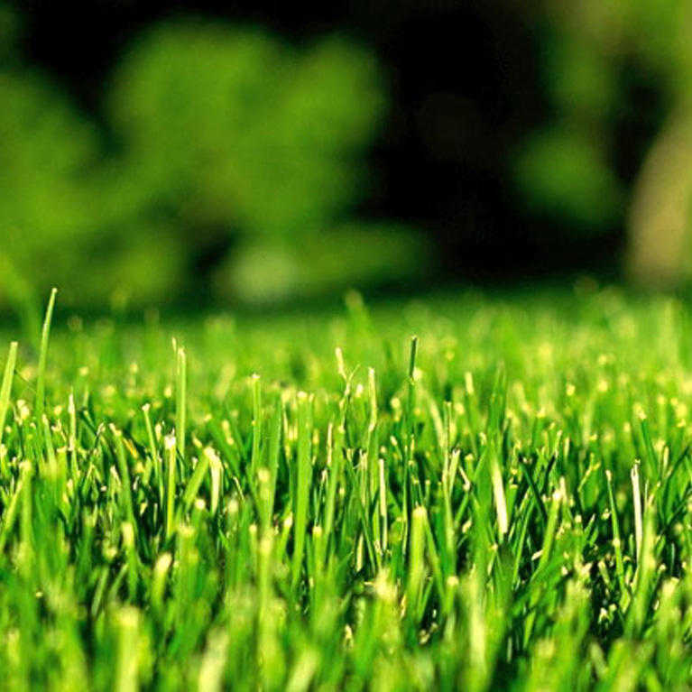 close up of Green Lawn