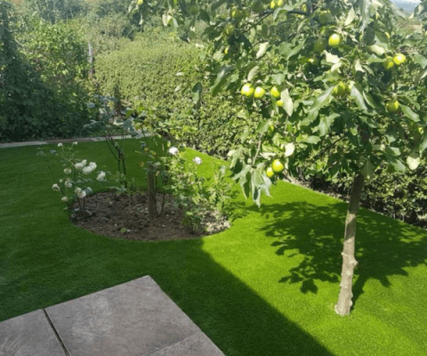 apple tree in garden