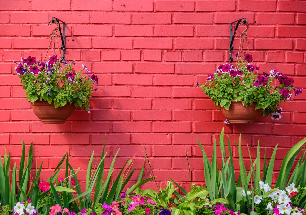 bright pink wall with plants