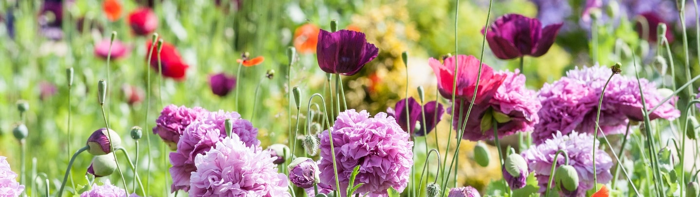 5 Instagrammable Flowers for your Garden