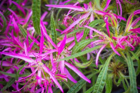 Bright Pink Bowden Lily | Plants for a Colourful Autumn Garden | Garden Design Blog
