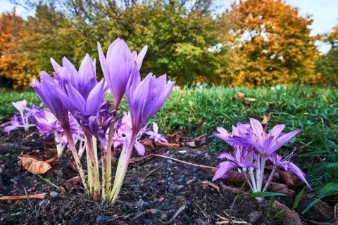 Purple Autumn Crocus | Plants for a Colourful Autumn Garden | Garden Design Blog