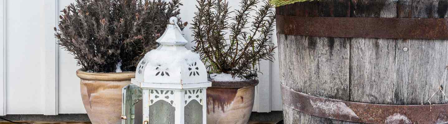 How to Make the Most of Your Garden in Autumn and Winter