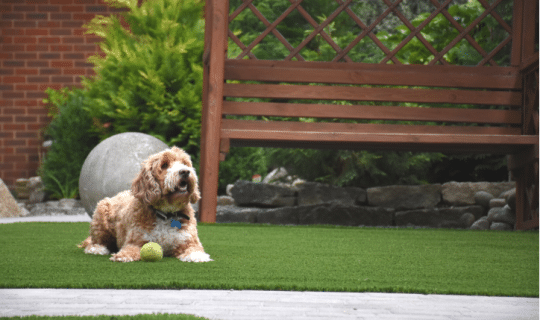 dog on fake grass